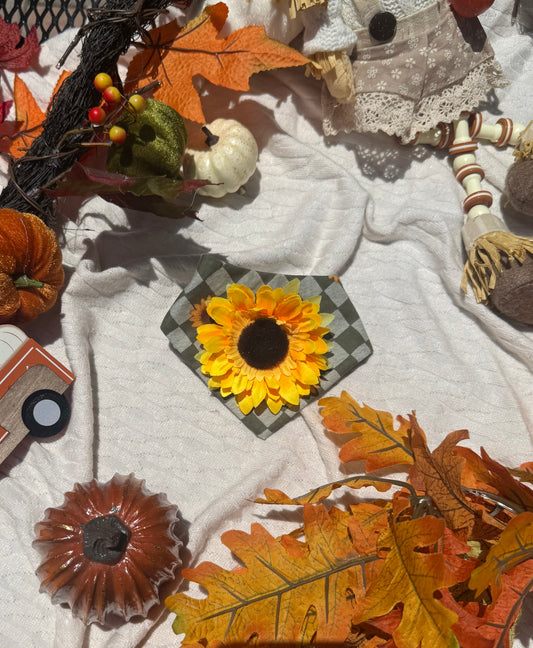 Autumn sunflower